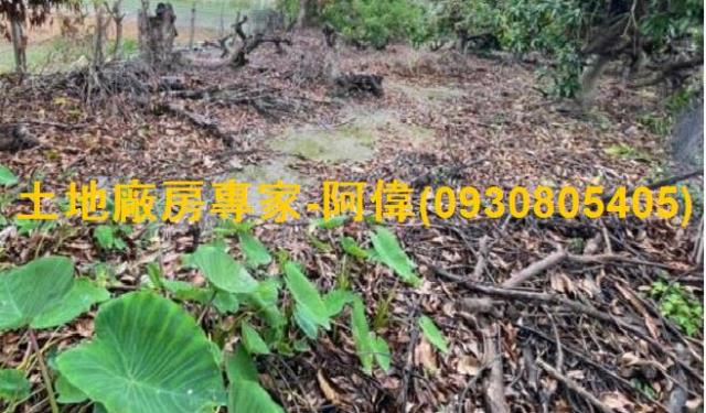 大寮農地-0