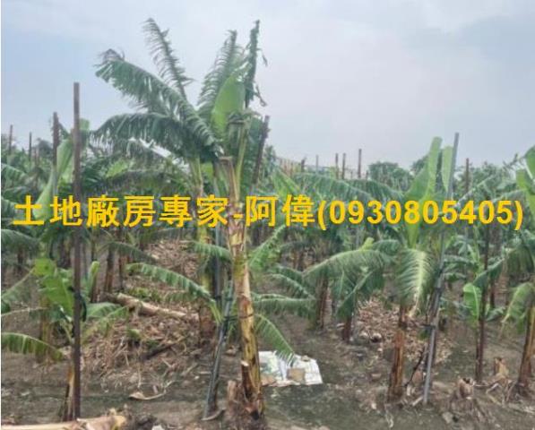 大寮農地-0